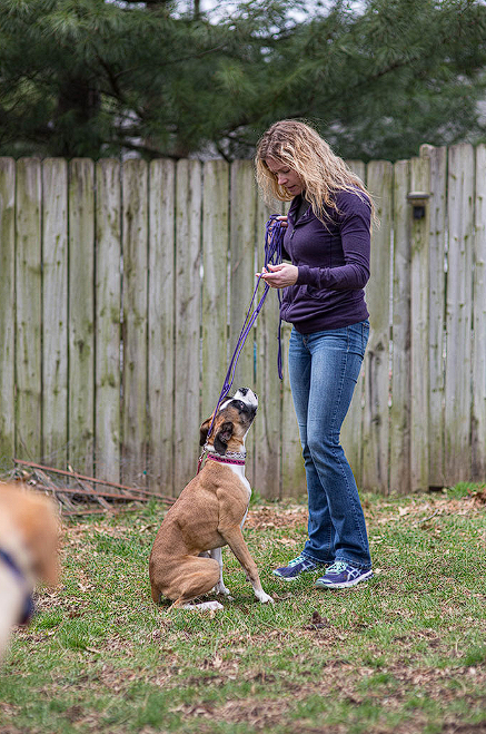 Dog Socialisation Training: Unlock Your Pup’s Potential