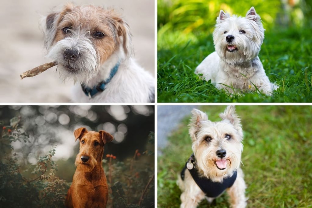 Dog Terrier Breeds: Unleash the Ultimate Companions