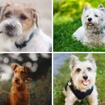 Dog Terrier Breeds: Unleash the Ultimate Companions