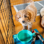 Dog Toilet Training Regression: Tips to Overcome Setbacks