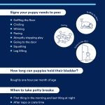 Dog Toilet Training Tips: Master Potty Time Fast