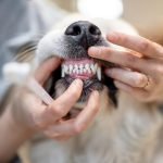 Dog Tooth Extraction Cost Without Insurance: What to Expect