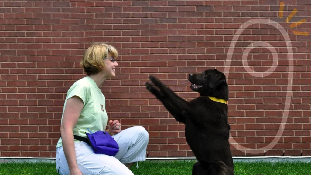 Dog Trainer Academy: Master Your Canine Skills Today