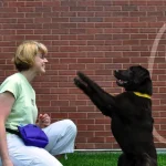 Dog Trainer Academy: Master Your Canine Skills Today