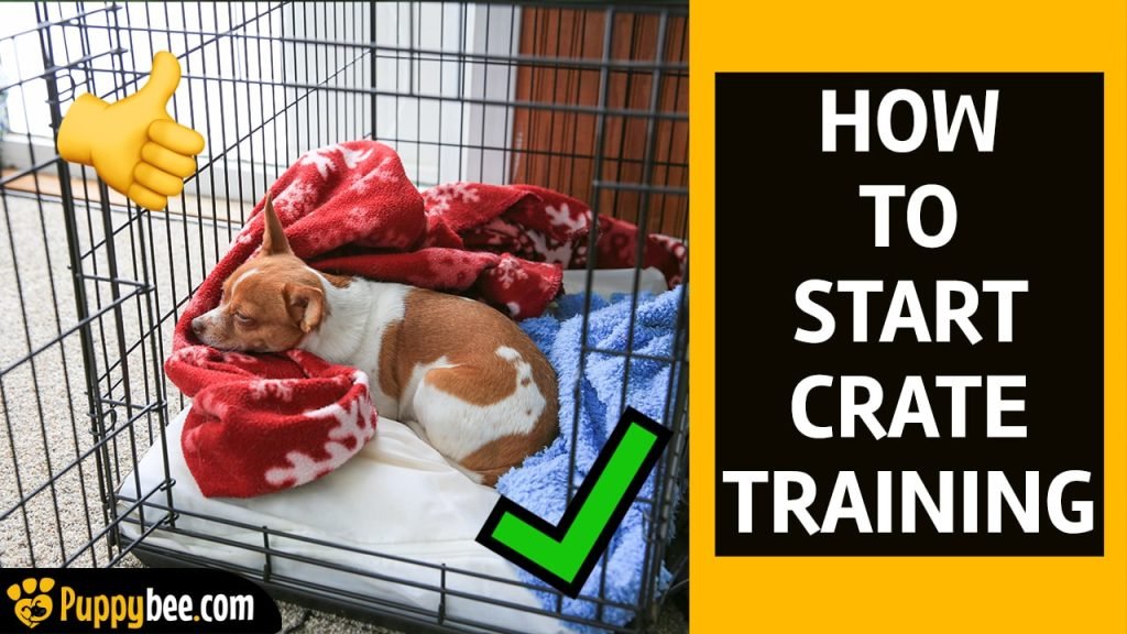 Dog Trainer for Crate Training: Expert Tips Revealed
