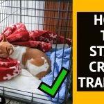 Dog Trainer for Crate Training: Expert Tips Revealed