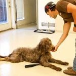 Dog Trainer for Potty Training: Expert Tips Unleashed
