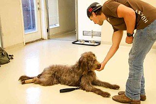 Dog Trainer for Potty Training: Expert Tips Unleashed