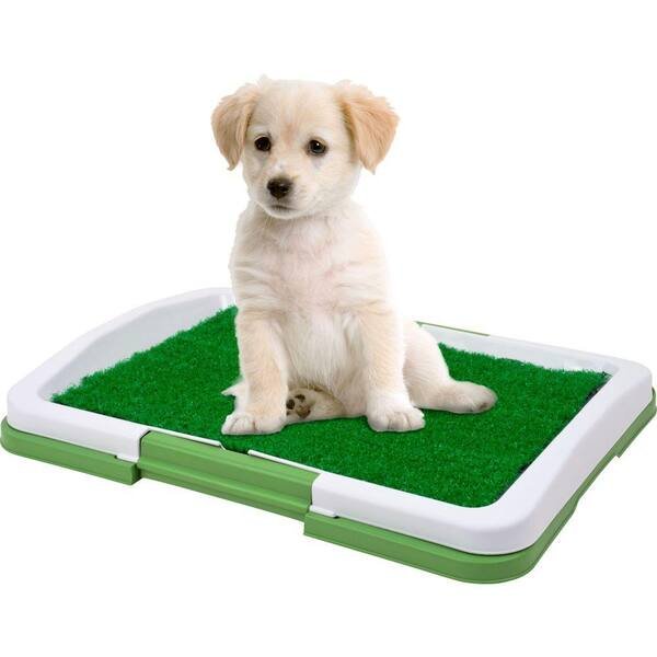 Dog Trainer for Potty Training: Expert Tips Unleashed