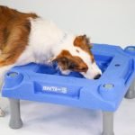 Dog Training Activities: Fun Ways to Teach Your Pup