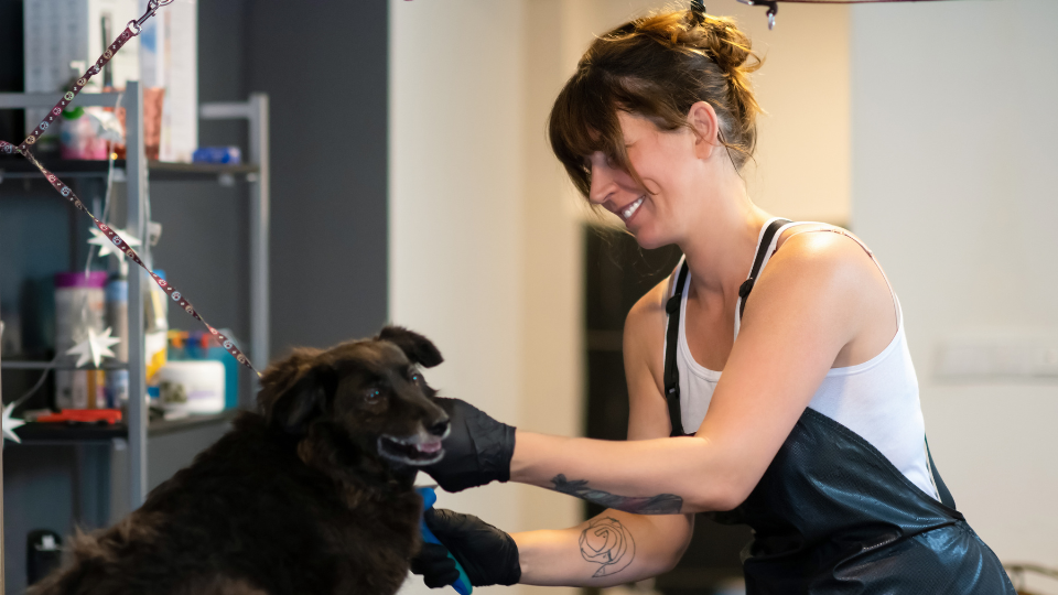 Dog Training And Grooming: Mastering Techniques Today