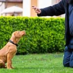Dog Training at Home: Master Skills with Ease