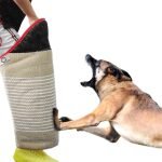 Dog Training Bite: Effective Techniques for Success