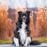 Dog Training Border Collie: Expert Tips for Success