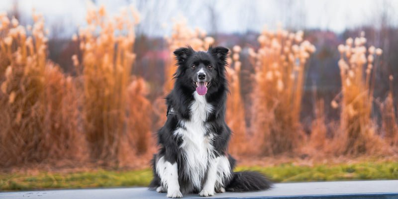 Dog Training Border Collie: Expert Tips for Success