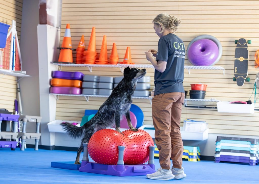Dog Training Exercises: Master Your Pup’s Skills
