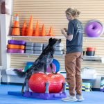 Dog Training Exercises: Master Your Pup’s Skills