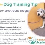 Dog Training for Anxious Dogs: Calm Your Pup Today