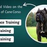 Dog Training for Cane Corso: Master Obedience Fast