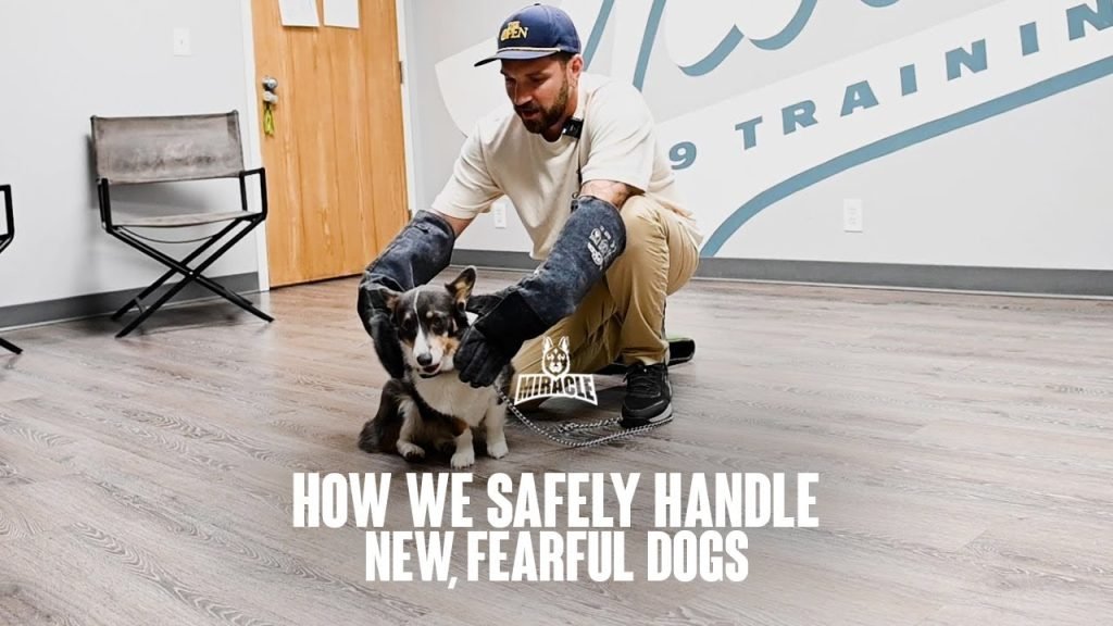 Dog Training for Fearful Dogs: Overcoming Anxiety