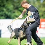 Dog Training for German Shepherds: Master Essential Skills