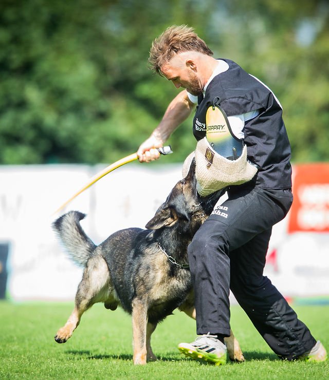 Dog Training for German Shepherds: Master Essential Skills