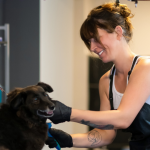 Dog Training Grooming: Master Skills for Happy Pets