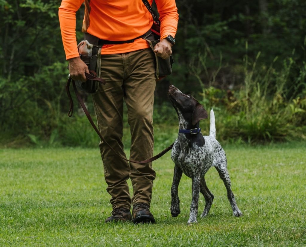 Dog Training Hunting: Master the Art of Canine Skills
