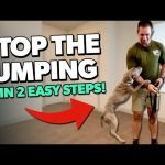 Dog Training Jumping: Master Tips for Success
