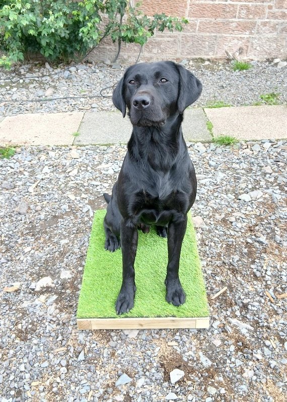Dog Training Place Board: Your Guide to Success