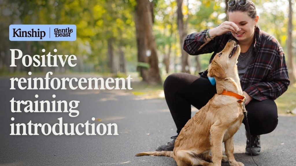 Dog Training Positive Reinforcement: Transform Your Pup’s Behavior