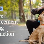 Dog Training Positive Reinforcement: Transform Your Pup’s Behavior