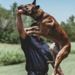 Dog Training Search And Rescue: Master Life-Saving Skills