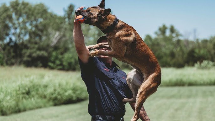 Dog Training Search And Rescue: Master Life-Saving Skills