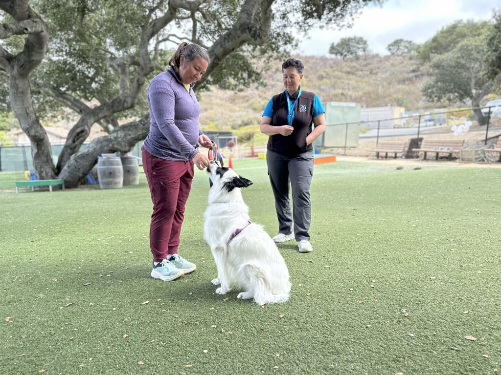 Dog Training Spca: Transform Your Pet’s Behavior Today