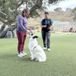 Dog Training Spca: Transform Your Pet’s Behavior Today