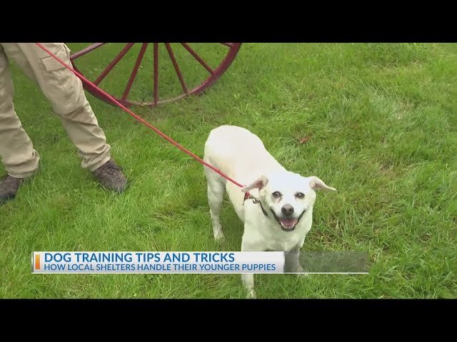 Dog Training Tricks: Master the Art of Canine Commands