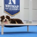 Dog Training Video: Unlock Expert Techniques Today