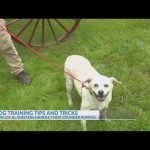 Dog Training Videos for Puppies: Ultimate Guide to Success
