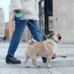 Dog Walking Business Insurance: Essential Protection Guide