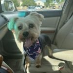 Doggy Daze Gilbert Dog Grooming: Top Pampering Tips