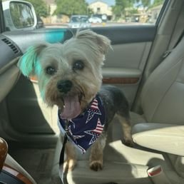 Doggy Daze Gilbert Dog Grooming: Top Pampering Tips