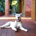 Dogo Argentino Health Issues: Vital Care Tips