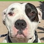 Dogo Argentino Health Problems: Essential Care Tips