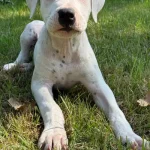 Dogo Argentino Puppies for Adoption: Find Your Perfect Companion Today!