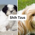 Dogs And Breeds in India: Discover Diverse Companions