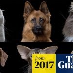 Dogs And Cats Breeding: Unlocking the Secrets