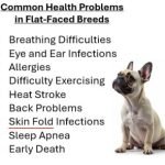 Dogs And Health Problems: Awareness & Prevention Tips