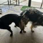 Dogs Breeding Video: Ultimate Guide for Enthusiasts