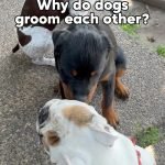 Dogs Groom Each Other: Unveiling Social Bond Secrets